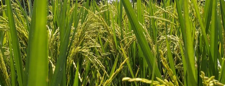 Find latest report on where to focus your efforts on your rice exports. How to explore diversly to not get stuck during blockages. Key African cities to focus on.