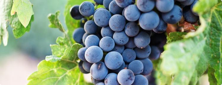 Find latest report on what is the most suitable weather for harvesting grapes, most adequate packaging and the country with maximum demand for grapes.
