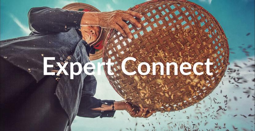 Rice Export from India: Insights with Expert